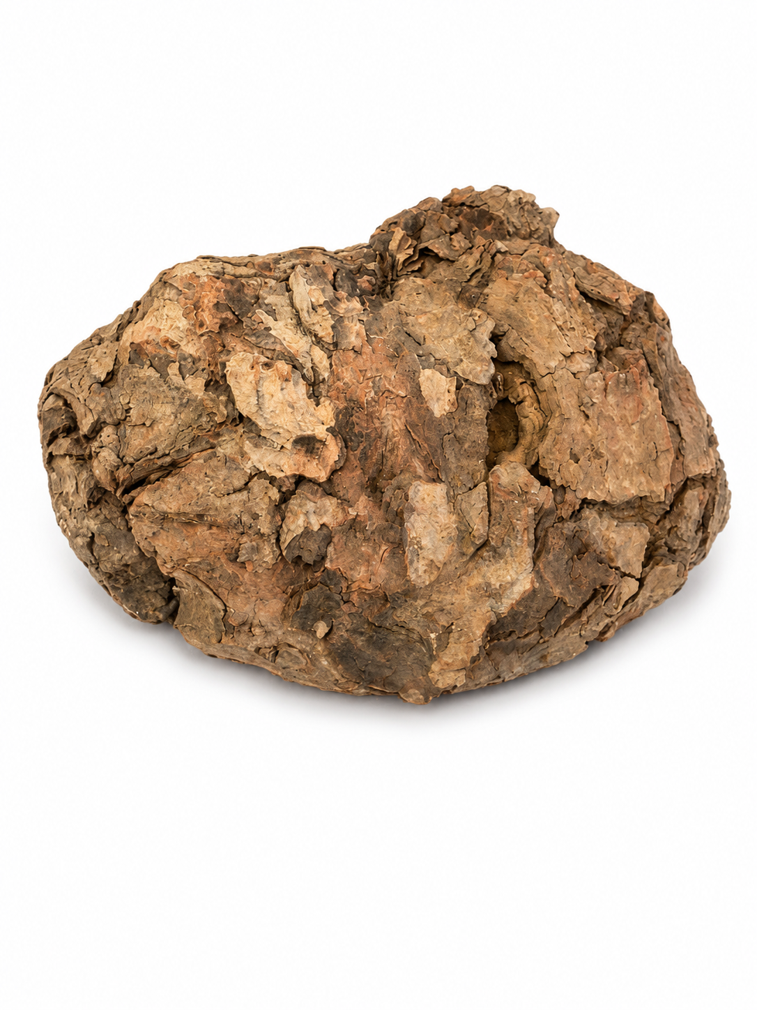 Large Natural Maple Burl Knot – One-of-a-Kind Forest Statement Piece