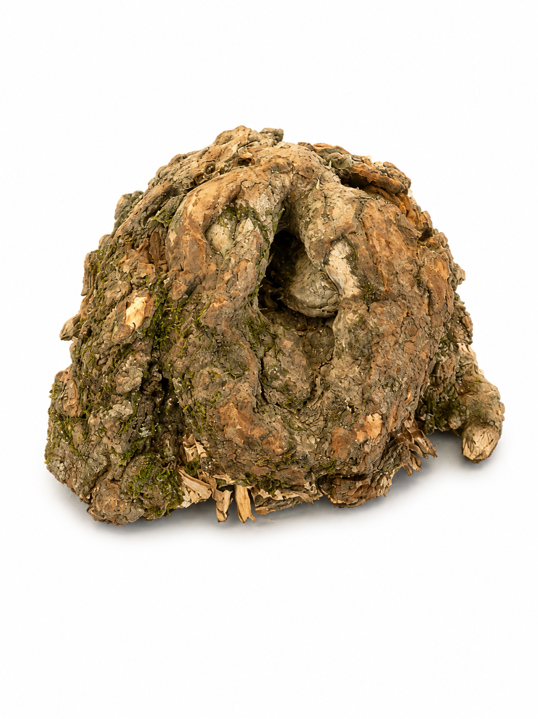 Natural Maple Burl Knot – One-of-a-Kind Forest Art Piece