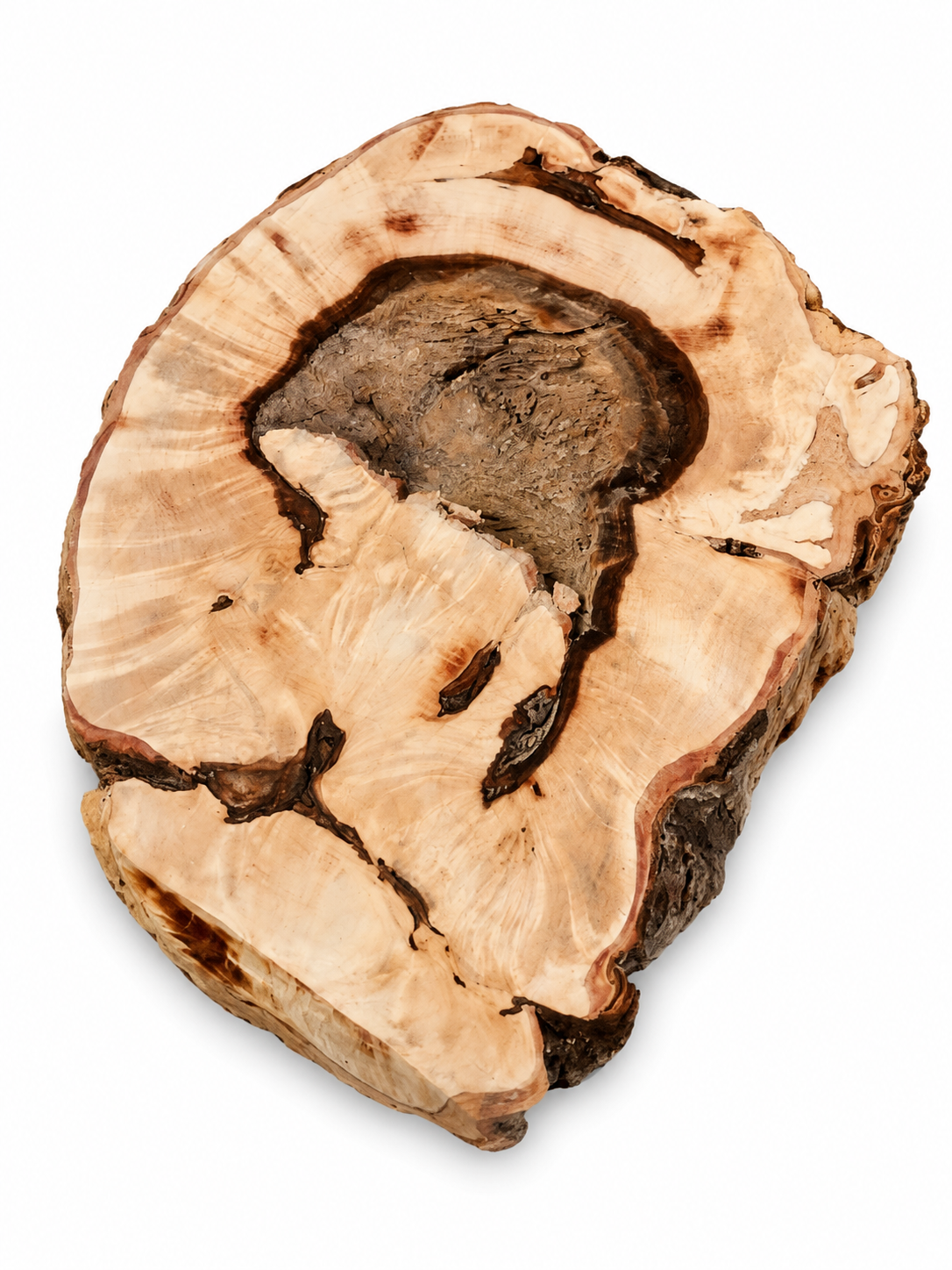 Large Natural Maple Burl Knot – One-of-a-Kind Forest Statement Piece