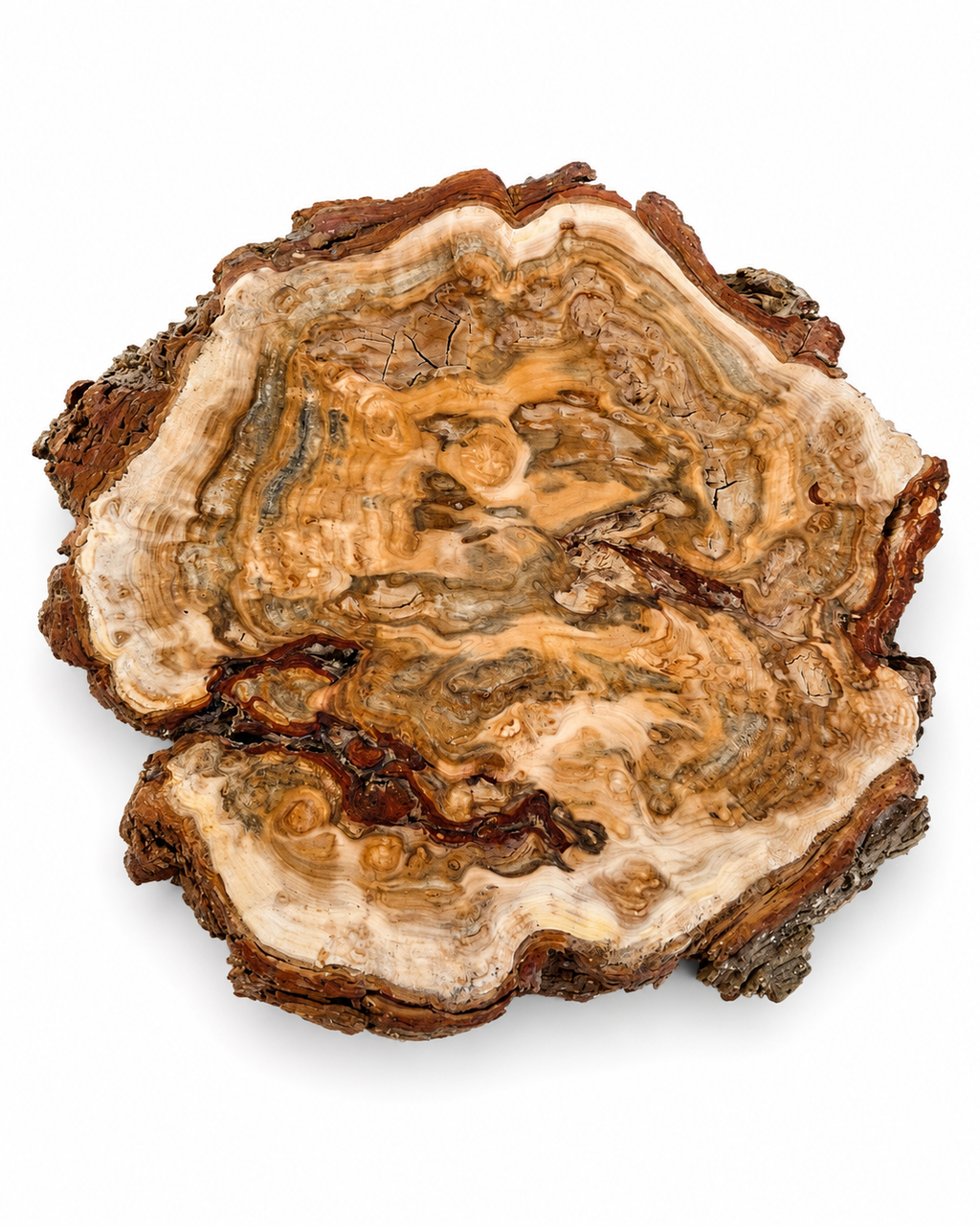 Ancient Natural Cedar Burl Cross Section – One-of-a-Kind Forest Sculpture