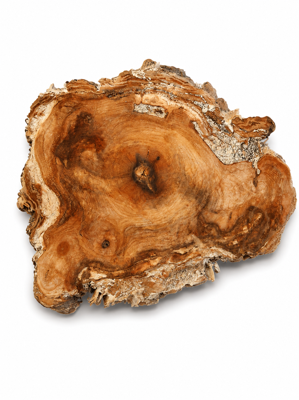 Natural Maple Burl Knot – One-of-a-Kind Forest Art Piece