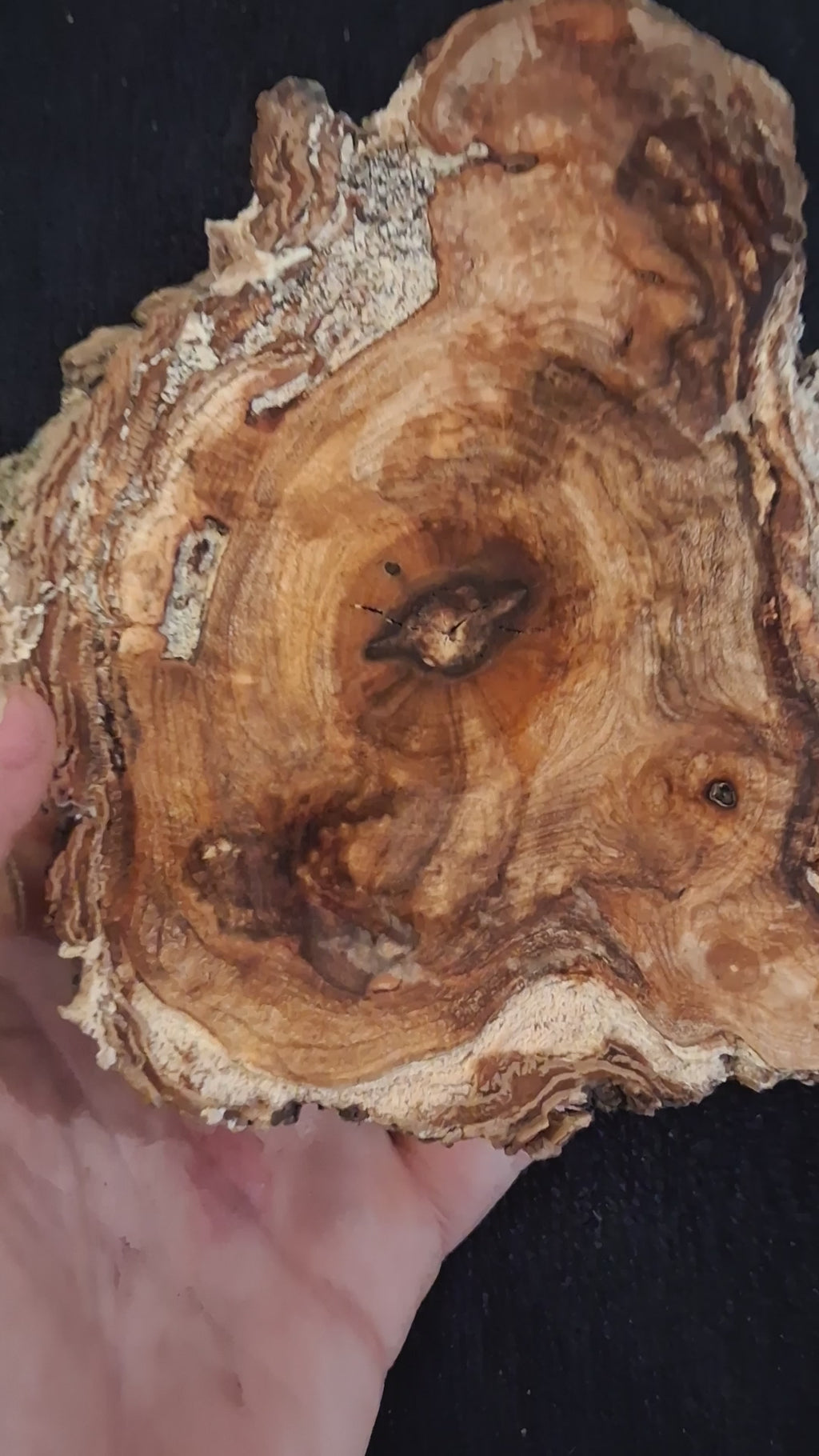 Natural Maple Burl Knot – One-of-a-Kind Forest Art Piece
