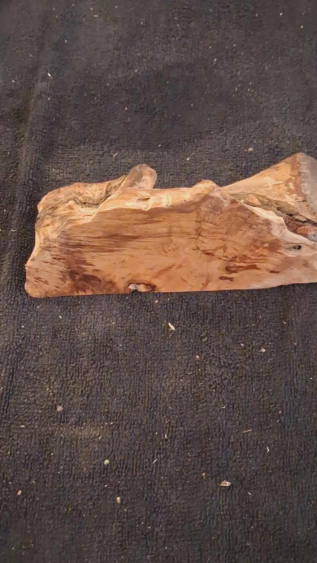 Natural Forest Sculpture Piece – One-of-a-Kind Organic Wood Form