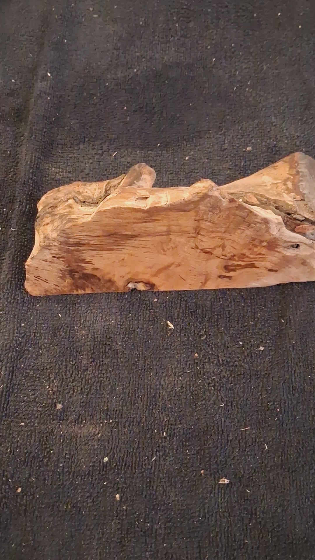 Natural Forest Sculpture Piece – One-of-a-Kind Organic Wood Form