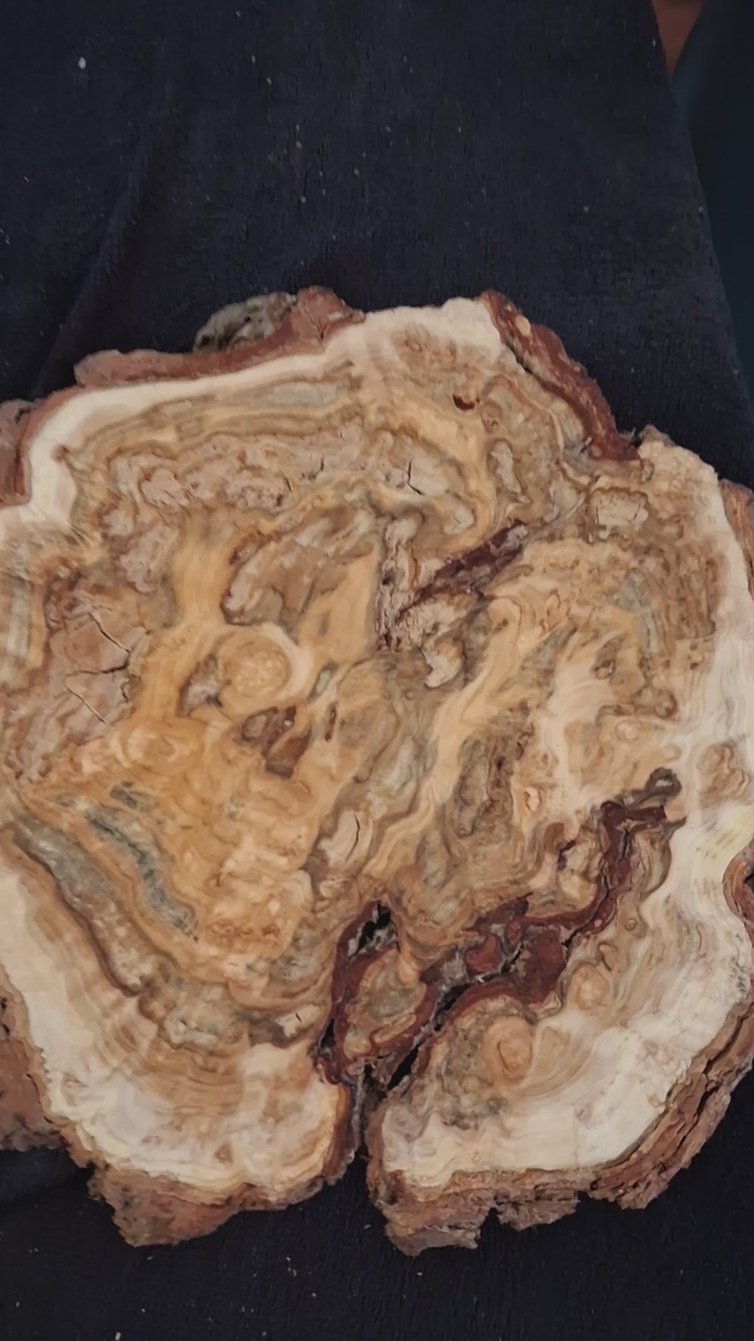 Ancient Natural Cedar Burl Cross Section – One-of-a-Kind Forest Sculpture