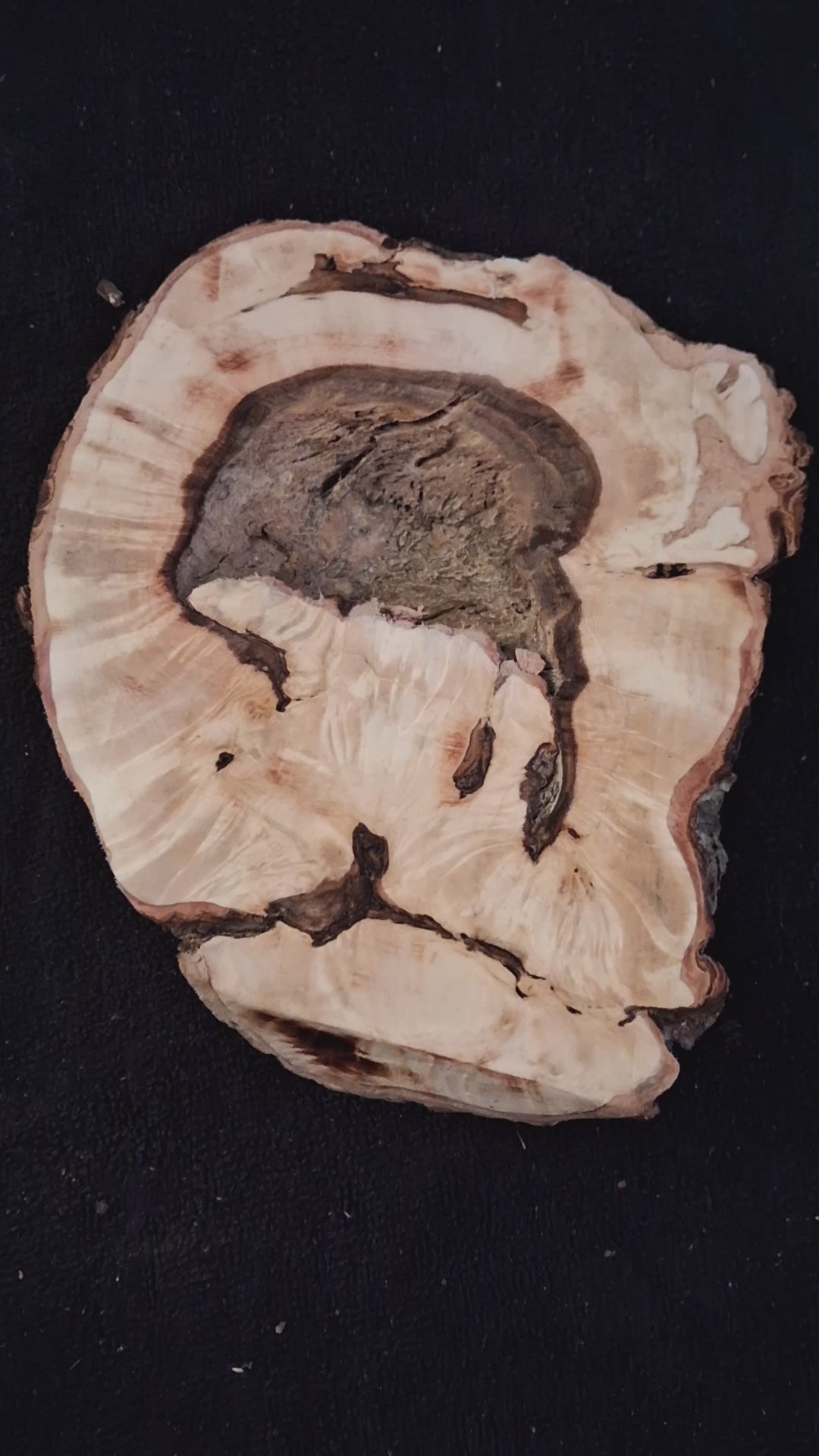 Large Natural Maple Burl Knot – One-of-a-Kind Forest Statement Piece
